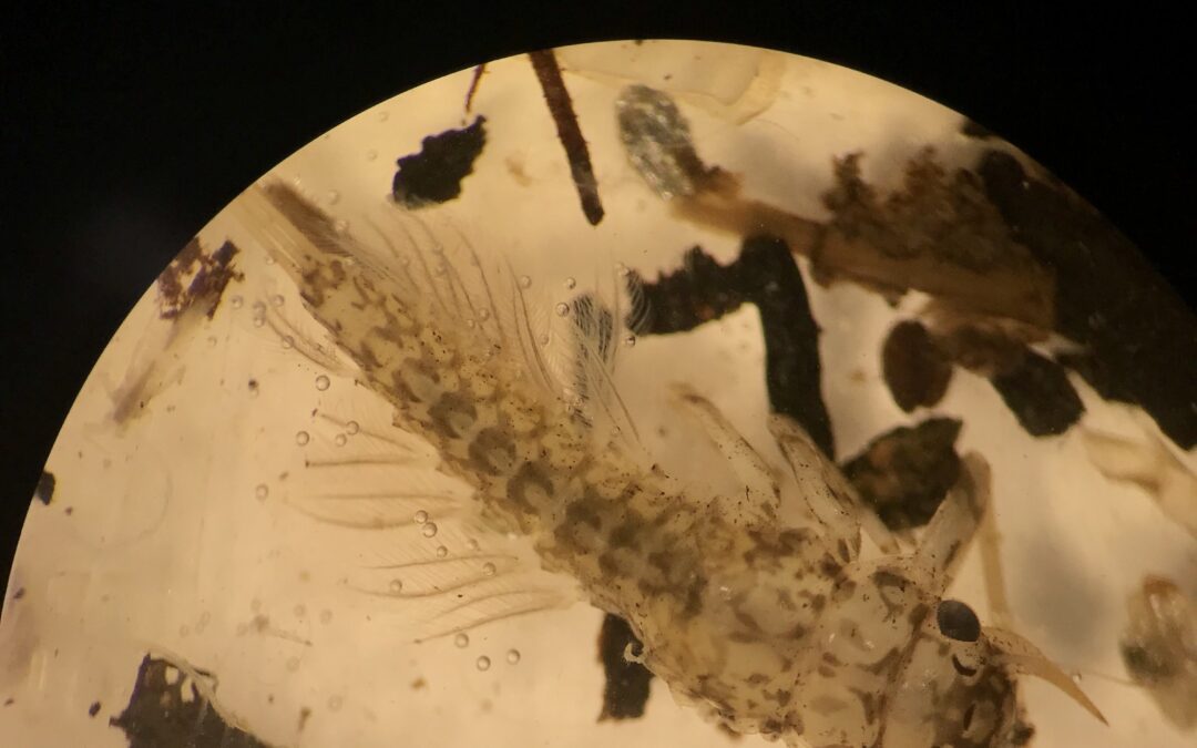 Mayfly larvae, through a microscope